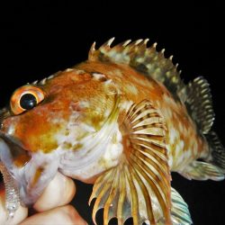 シーバス狙いが