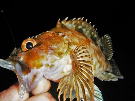 シーバス狙いが