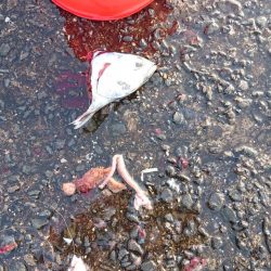 てるちゃん渡船