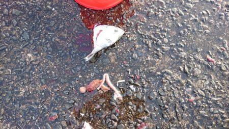 てるちゃん渡船