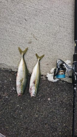 朝マズメ  ライトショアジギング