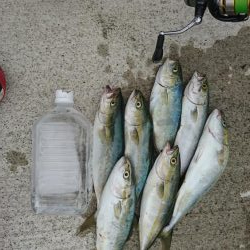 ライトショアジギング