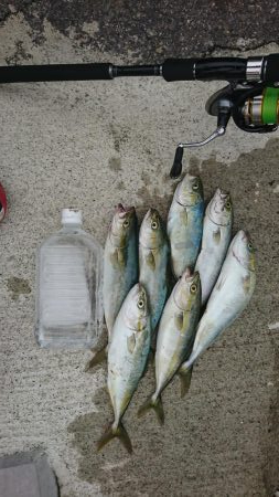 ライトショアジギング