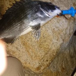 とうとうやりました❗