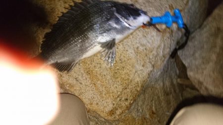 とうとうやりました❗