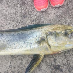 シイラとカツオ