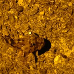 リリースサイズ