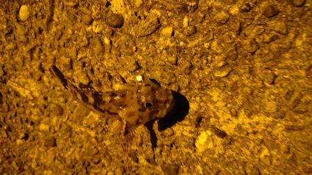 リリースサイズ