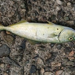 ちょこちょこ釣れてます