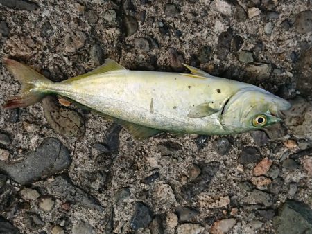 ちょこちょこ釣れてます