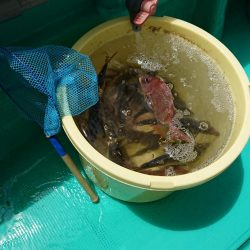 泉州丸さんで五目釣り