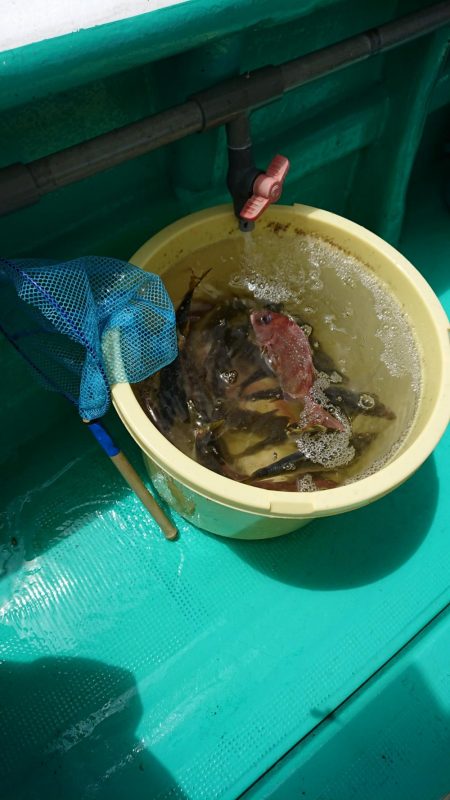 泉州丸さんで五目釣り