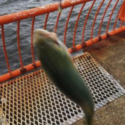 平磯海釣り公園ツバス