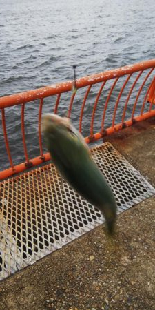 平磯海釣り公園ツバス