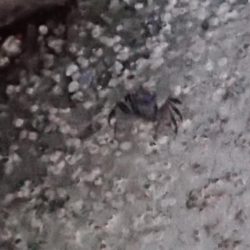 出張先にてチヌ