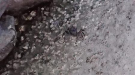 出張先にてチヌ