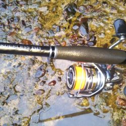 チヌ狙いアジ釣り。