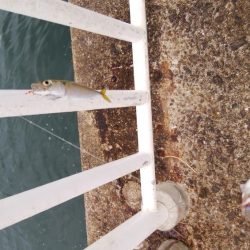 南港海釣り園にて釣行