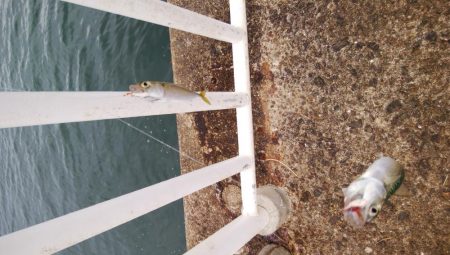 南港海釣り園にて釣行