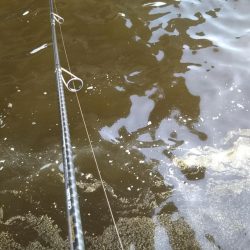 デイゲーム湾奥調査