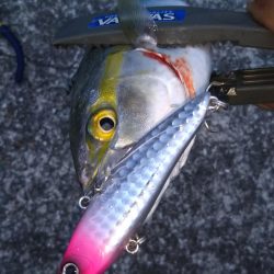 シーバスとツバス調査