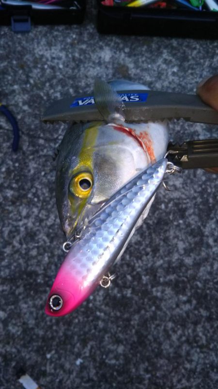 シーバスとツバス調査