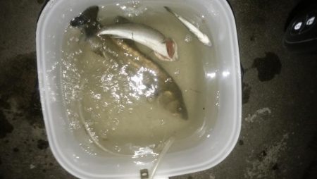 ナイトフィッシング（投げ釣り）シーバス