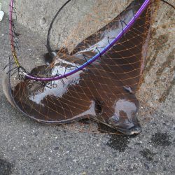 シーバスとツバス調査