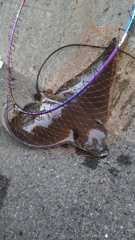 シーバスとツバス調査