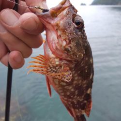 根魚天国で癒し