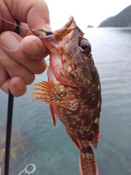 根魚天国で癒し
