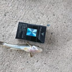 なんでも！釣りたい！