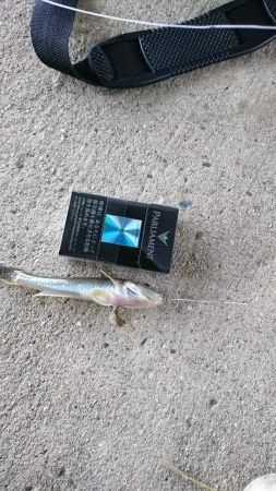 なんでも！釣りたい！