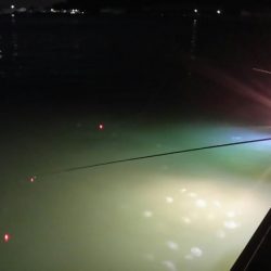 【新門司】 タチウオ調査