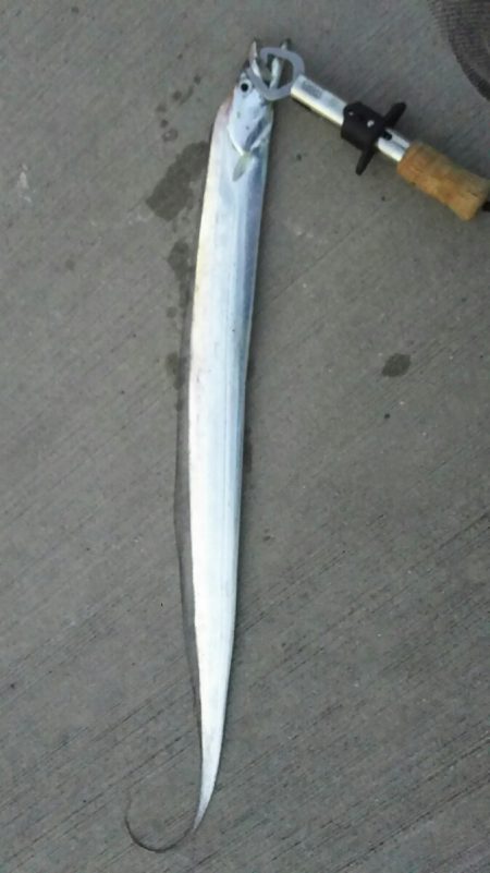 【新門司】タチウオ調査2