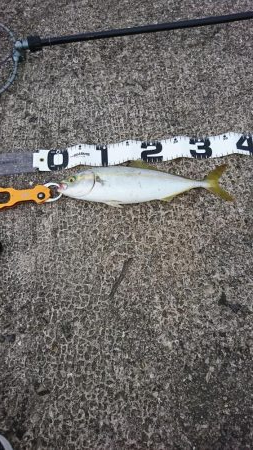 トップゲーム開幕