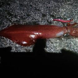 今年初の白イカ