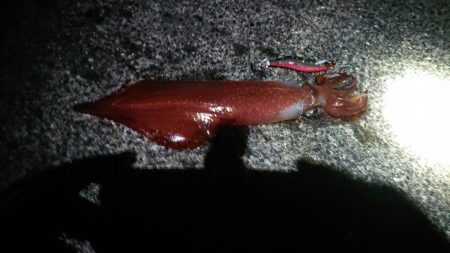 今年初の白イカ