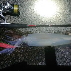 また白イカ爆釣