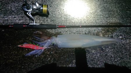 また白イカ爆釣