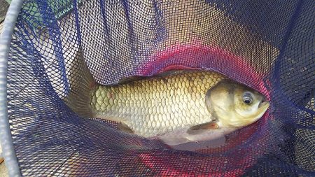 椎の木湖 へらぶな釣り