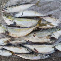 ベイトがたくさん！