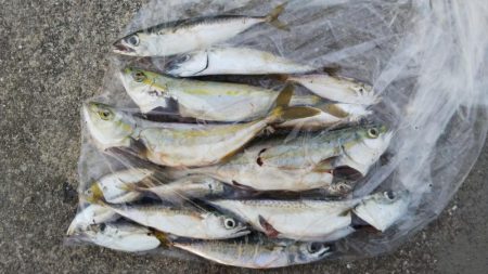 ベイトがたくさん！