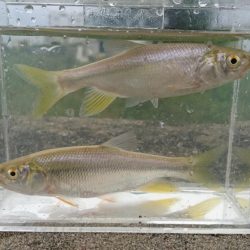 稲美町・喜瀬川小物釣り