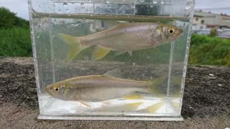 稲美町・喜瀬川小物釣り