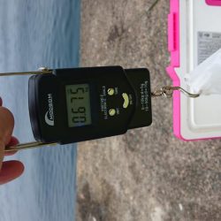 今年初ケンサキイカ