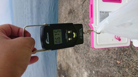 今年初ケンサキイカ