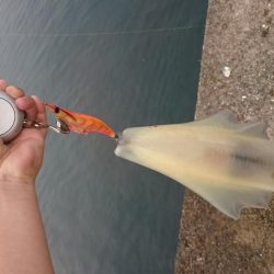 春アオリ4杯、合計6kgオーバー!