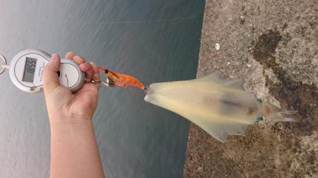 春アオリ4杯、合計6kgオーバー!