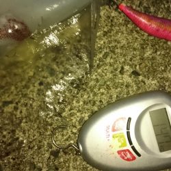 手堅く朝マズメに親イカ♪